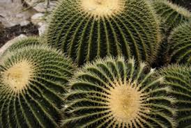 I did a repair recovery. Golden Barrel Cactus Plant How To Grow A Golden Barrel Cactus