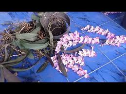 We did not find results for: Perbanyakan Anggrek Doritis Pulcherrima Dengan Pemisahan Rumpun Youtube