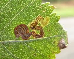 Image result for Stigmella confusella