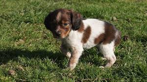 Chiot Elevage Du Mas D Eyraud Eleveur De Chiens Epagneul Breton