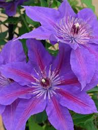 Unlike most clematis that grow as vines, china purple clematis stays upright and compact, making it a lovely addition to the perennial border! Clematis Edda Bluestone Perennials