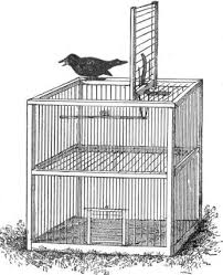 Demikian, gambar kandang ayam yang bagus serta modern, dan yang sederhana. 5 Model Kandang Ternak Kacer Minimalis Terbaik Dan Simpel