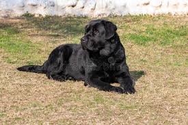 We did not find results for: 127 Labour Dog Photos Free Royalty Free Stock Photos From Dreamstime