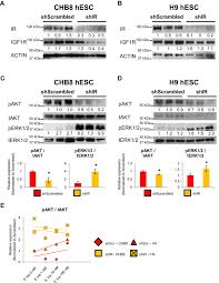 « j'aime cette déclaration courte et si grande dans la puissance de l'amour exprimé ». Defective Insulin Receptor Signaling In Hpscs Skews Pluripotency And Negatively Perturbs Neural Differentiation Journal Of Biological Chemistry