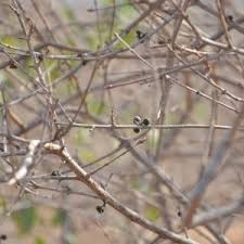 Image result for Feretia