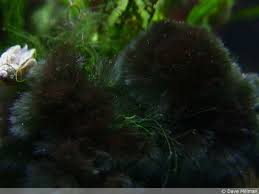 Black Algae In Fish Tank Good Or Bad Moss And Purple Algae Aquarium Advice Aquarium Forum Community