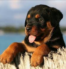 Exceptional litter of registered rottweiler puppies for sale. Vom Carnivous Kennel Top Rottweilers India
