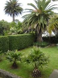 About why grow your own? My Home Garden Palms And Open Lawn Designed By Caroline Wesseling Landscapes Garden Design Lawn Design Landscape Design
