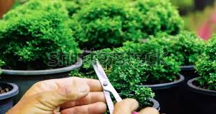 Cutting involves taking branches from a healthy tree and placing it into soil to create a new tree. How To Grow A Bonsai Tree From A Cutting