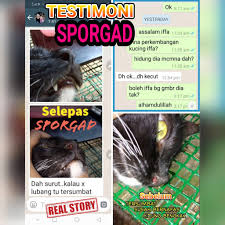 Kami tidak mengetahui adanya perselisihan dalam madzhab hambali, bahwa boleh minum air sisa minuman kucing, boleh juga berwudhu dengannya, dan tidak makruh. Original Sporgad Serbaguna Ubat Kucing Cat Parvo Sporo Shopee Malaysia