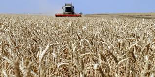 In deutschland wird heute der großteil der ernte als tierfutter verwendet. Folge Des Klimawandels Zu Wenig Getreide Fur Die Welt Taz De