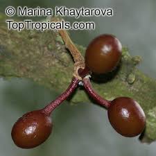 Image result for Monoon