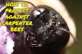 How much damage do carpenter bees actually do? How To Protect Against Carpenter Bees Johnson Pest Control
