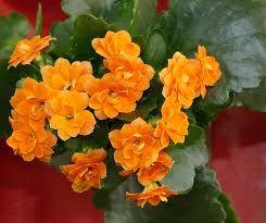 Pin On Flowers And More Flowers 1507867 N25