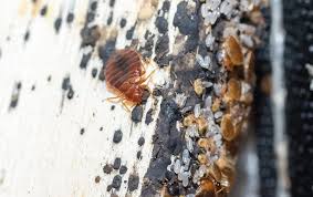 Image result for bed bugs eggs