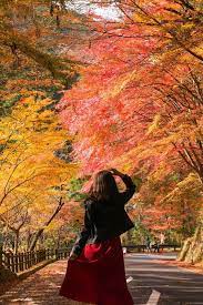 行かなきゃ損 岡山随一 目の覚めるような紅葉の絶景 triproud 名所 美しい風景 京都 秋