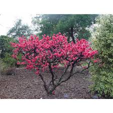This beautiful bonsai double flowering peach tree is now on ebay for sale. Jc Raulston Arboretum