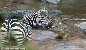 The powerful crocodile clamps down on the zebra and its body swells as it digests its sizeable lunch in the water +14 having already snared its food for the day, the predator has to fight off. Nile Crocodile Attacks On Humans Large Nile Croc Moments Before A Kill On The Infamous Mara River In Animals Wild Nile Crocodile Zebras
