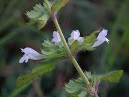 Image result for Melissa officinalis