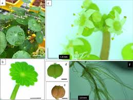 Image result for Hydrocotyle bonariensis