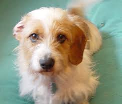 We do not own a brick and mortar building. Want To Adopt A Pekingese Or Another Westminster Winning Breed Try A Shelter