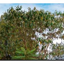 Image result for Croton megalocarpus