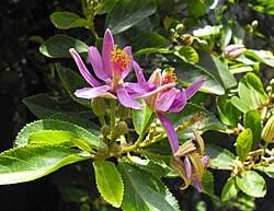 Image result for Grewia rugosifolia