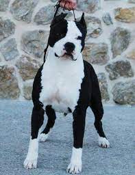 Black And White Beauty Black Pitbull Black And White Pitbull American Pitbull Terrier