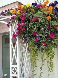 Hanging Flower Basket Inspiration Daily Appetite Flowergardening Hanging Plants Hanging Flower Baskets Planting Flowers