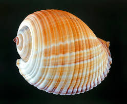 Image result for Galeomma