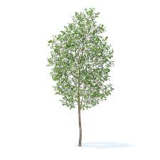 Apple Tree With Flowers 3d Model 3 8m Flowering Trees Apple Tree Flowers
