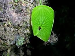 Image result for Hymenophyllaceae