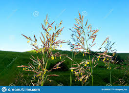 Von hevesy pensa, la chimie étant impuissante à séparer cet élément du plomb, que les mécanismes biologiques le seraient aussi. Flower Brome Grass Bromus Inermis In Highland Pendant Une Journee D Ete Bromegrass Est Une Plante Resistante A L Utilisation De L Image Stock Image Du Flore Montagne 159825777
