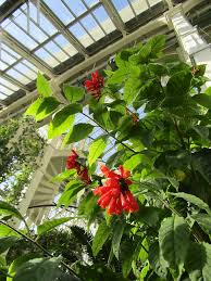 Image result for Clerodendrum fasciculatum