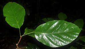Image result for Sterculia tragacantha