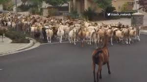 The woman who kills chicken has slaughtered & eaten over 1000 chickens. Goats On The Loose San Jose Man Turns Viral Goat Stampede Video Into Opportunity To Help Fight Hunger Abc7 San Francisco