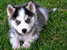 Maybe you would like to learn more about one of these? 40 Cute Siberian Husky Puppies Pictures Tail And Fur