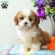 We take pride in producing exceptionally beautiful, healthy, and well socialized puppies. 270 Loving Designer Puppies For Sale Ideas In 2021 Puppies For Sale Puppies Dogs
