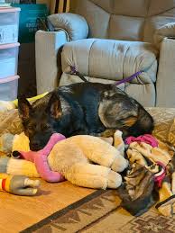 My shepard/mastiff mix can't howl. She barks, she'll chat, with us but she  can't howl. My husband is a trumpeter so you'd think occasionally she'd  respond with a howl but she just