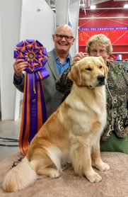 Golden Retriever Breed Education With Michael Faulkner Pure Dog Talk