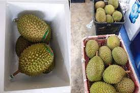 Although they might look alike with each other, this. This Is The Briefest Durian Season Ever In Malaysia