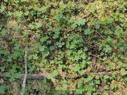 Image result for Marsilea aegyptiaca