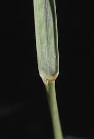 Image result for Aristida stenostachya