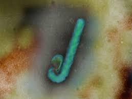 Ebola virus (ebov) is a member of the filoviridae virus family along with marburg virus (marv). Pin On Life Sciences Technology Org