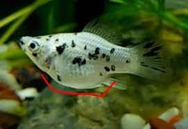 How many kinds of elemental primordial showers do primo geovishaps have at their disposal? 3 Signs When Molly Fish Is About To Give Birth And What To Do Aquaria Passion