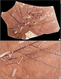 Image result for Pterygota mildbraedii