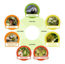 When i travel, i love to find new and uncommon foods from around the world. Production Cycle In New Zealand For Kiwifruit Kiwi Fruit Fruit Prune