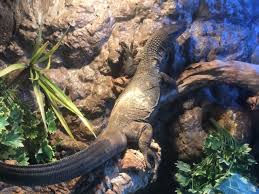 Maybe you would like to learn more about one of these? Nw England Black Roughneck Monitor For Sale Reptile Forums