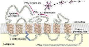 In humans, the ccr5 gene that encodes the ccr5 protein is located on the short (p). Ccr5 D32 Biology Gene Editing And Warnings For The Future Of Crispr Cas9 As A Human And Humane Gene Editing Tool Cell Bioscience Full Text
