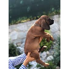 Image result for hannoverský barvář